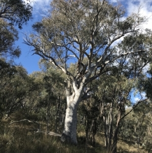 Eucalyptus rossii at Red Hill Nature Reserve - 29 Jul 2022