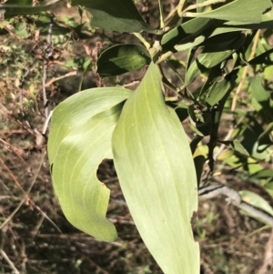 Acacia melanoxylon at Garran, ACT - 29 Jul 2022