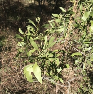 Acacia melanoxylon at Garran, ACT - 29 Jul 2022