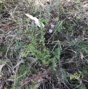 Cheilanthes sieberi subsp. sieberi at Garran, ACT - 29 Jul 2022