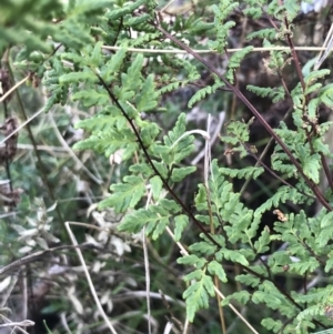 Cheilanthes sieberi subsp. sieberi at Garran, ACT - 29 Jul 2022