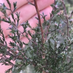 Kunzea parvifolia at Garran, ACT - 29 Jul 2022