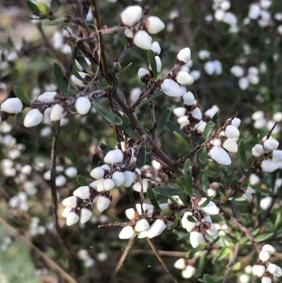 Cryptandra amara (Bitter Cryptandra) at Garran, ACT - 29 Jul 2022 by Tapirlord