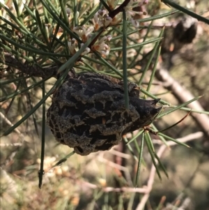 Hakea decurrens subsp. decurrens at Garran, ACT - 29 Jul 2022