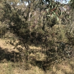 Hakea decurrens subsp. decurrens at Garran, ACT - 29 Jul 2022