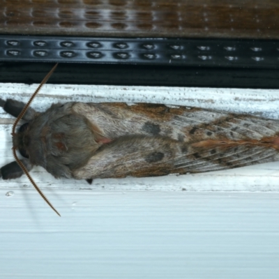 Oxycanus dirempta (Variable Oxycanus) at Ainslie, ACT - 26 Jun 2022 by jb2602