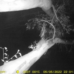 Trichosurus vulpecula (Common Brushtail Possum) at Baranduda, VIC - 5 May 2022 by ChrisAllen