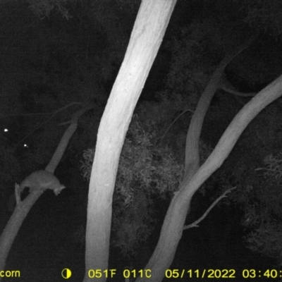 Trichosurus vulpecula (Common Brushtail Possum) at Killara, VIC - 11 May 2022 by ChrisAllen