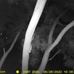 Pseudocheirus peregrinus (Common Ringtail Possum) at Killara, VIC - 28 May 2022 by ChrisAllen