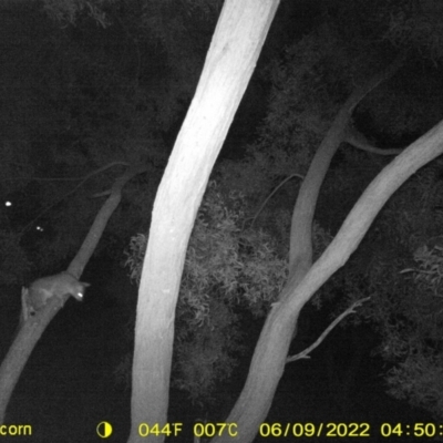 Trichosurus vulpecula (Common Brushtail Possum) at Killara, VIC - 8 Jun 2022 by ChrisAllen