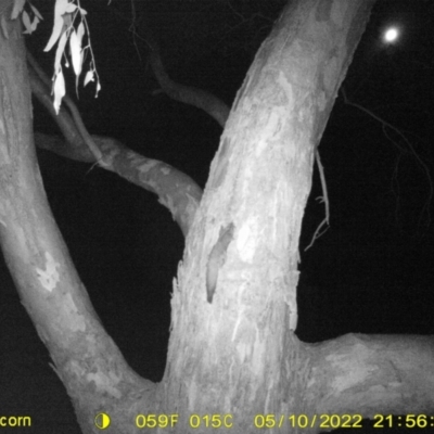 Petaurus norfolcensis (Squirrel Glider) at Bandiana, VIC - 10 May 2022 by ChrisAllen