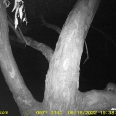 Trichosurus vulpecula (Common Brushtail Possum) at Bandiana, VIC - 16 May 2022 by ChrisAllen