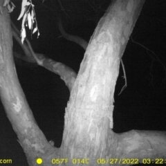 Rattus rattus (Black Rat) at Bandiana, VIC - 27 May 2022 by ChrisAllen