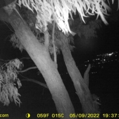 Trichosurus vulpecula (Common Brushtail Possum) at Bandiana, VIC - 9 May 2022 by ChrisAllen