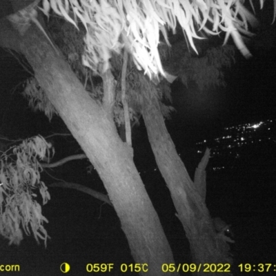 Trichosurus vulpecula (Common Brushtail Possum) at Bandiana, VIC - 9 May 2022 by ChrisAllen