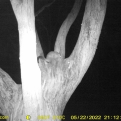 Trichosurus vulpecula (Common Brushtail Possum) at Baranduda, VIC - 22 May 2022 by ChrisAllen