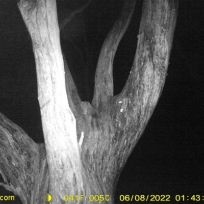 Petaurus norfolcensis (Squirrel Glider) at Baranduda, VIC - 7 Jun 2022 by ChrisAllen