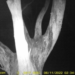 Acrobates pygmaeus (Feathertail Glider) at Baranduda, VIC - 11 Jun 2022 by ChrisAllen