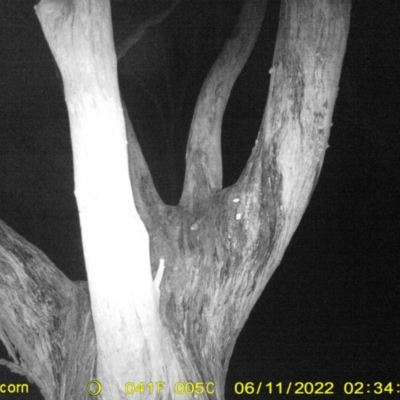 Acrobates pygmaeus (Feathertail Glider) at Baranduda, VIC - 11 Jun 2022 by ChrisAllen
