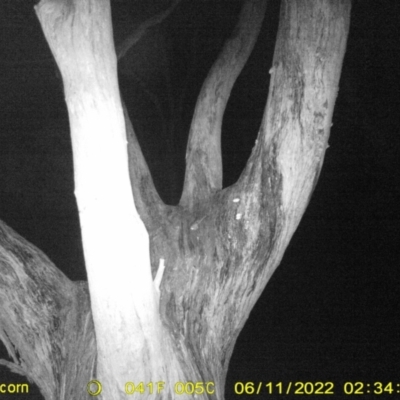 Acrobates pygmaeus (Feathertail Glider) at Baranduda, VIC - 10 Jun 2022 by ChrisAllen