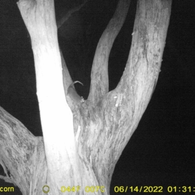 Pseudocheirus peregrinus (Common Ringtail Possum) at Baranduda, VIC - 13 Jun 2022 by ChrisAllen