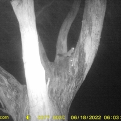 Petaurus norfolcensis (Squirrel Glider) at Baranduda, VIC - 17 Jun 2022 by ChrisAllen