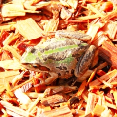 Litoria verreauxii verreauxii (Whistling Tree-frog) at Throsby, ACT - 5 Aug 2022 by davobj