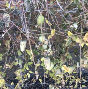 Araujia sericifera at Fyshwick, ACT - 30 Jul 2022