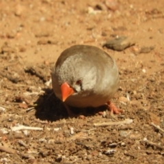 Taeniopygia guttata (Zebra Finch) at Alice Springs, NT - 29 Jul 2022 by SimoneC