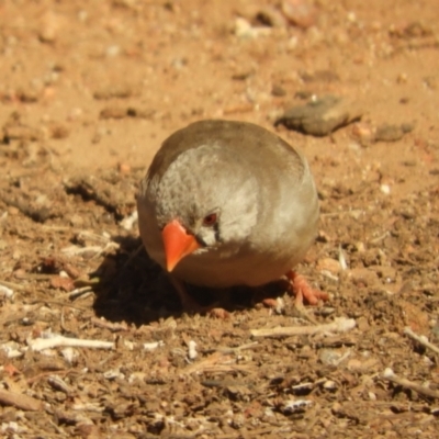 Taeniopygia guttata (Zebra Finch) at Alice Springs, NT - 29 Jul 2022 by SimoneC