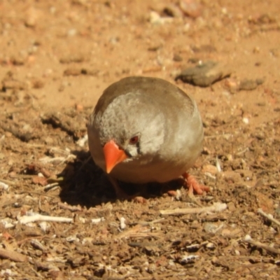 Taeniopygia guttata (Zebra Finch) at Alice Springs, NT - 29 Jul 2022 by SimoneC