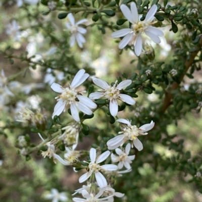 Olearia microphylla (Olearia) at Bruce, ACT - 5 Aug 2022 by SteveBorkowskis