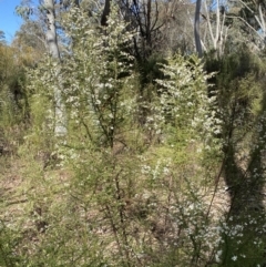 Olearia microphylla at Bruce, ACT - 5 Aug 2022