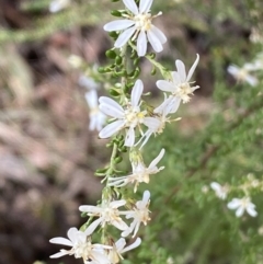 Olearia microphylla at Bruce, ACT - 5 Aug 2022 12:24 PM