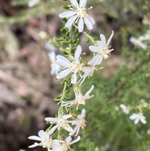 Olearia microphylla at Bruce, ACT - 5 Aug 2022 12:24 PM