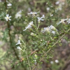 Olearia microphylla at Bruce, ACT - 5 Aug 2022