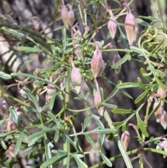 Clematis leptophylla (Small-leaf Clematis, Old Man's Beard) at Bruce, ACT - 5 Aug 2022 by Steve_Bok