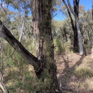 Clematis leptophylla at Bruce, ACT - 5 Aug 2022 12:29 PM