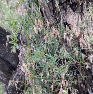 Clematis leptophylla at Bruce, ACT - 5 Aug 2022 12:29 PM