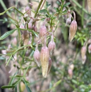 Clematis leptophylla at Bruce, ACT - 5 Aug 2022 12:29 PM