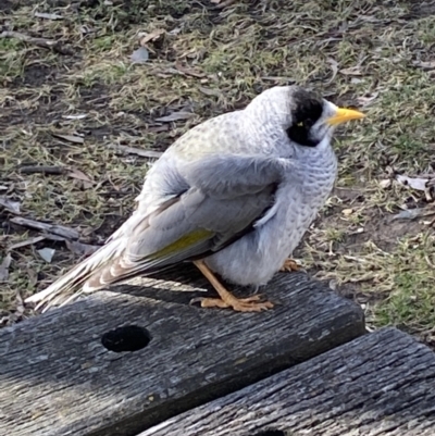 Manorina melanocephala (Noisy Miner) at Bruce, ACT - 5 Aug 2022 by SteveBorkowskis