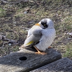 Manorina melanocephala at Bruce, ACT - 5 Aug 2022