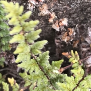 Cheilanthes distans at O'Malley, ACT - 31 Jul 2022 02:04 PM