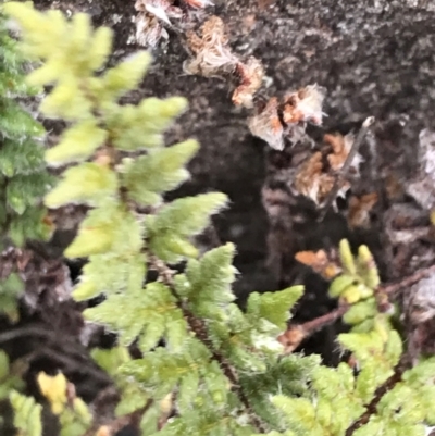 Cheilanthes distans (Bristly Cloak Fern) at O'Malley, ACT - 31 Jul 2022 by Tapirlord