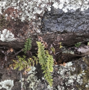 Cheilanthes distans at O'Malley, ACT - 31 Jul 2022