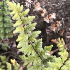 Cheilanthes distans at O'Malley, ACT - 31 Jul 2022