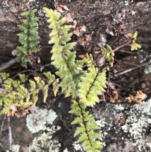 Cheilanthes distans at O'Malley, ACT - 31 Jul 2022 02:04 PM