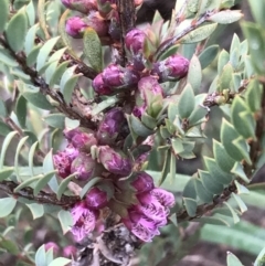 Melaleuca thymifolia (Thyme Honey-myrtle) at O'Malley, ACT - 31 Jul 2022 by Tapirlord