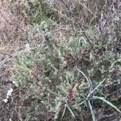 Melaleuca thymifolia at O'Malley, ACT - 31 Jul 2022 02:10 PM