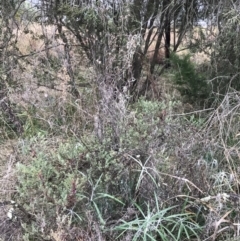 Melaleuca thymifolia at O'Malley, ACT - 31 Jul 2022 02:10 PM